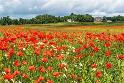 A Field Of Poppies France Poppy Field Poppies France