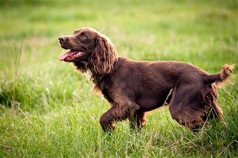 After only a little training, most puppies will readily learn to fetch almost anything and can. Boykin Spaniel Info, Temperament, Puppies, Pictures