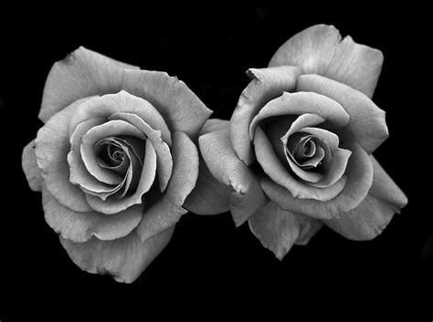 Select from premium cactus flower of the highest quality. two roses - Google Search | rose | Pinterest | Google ...