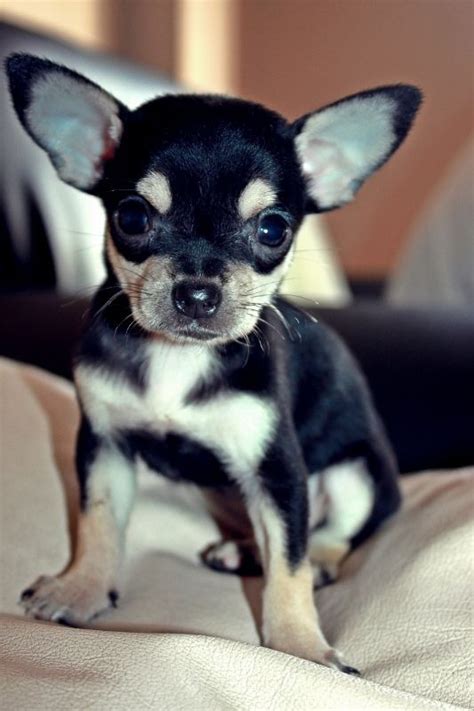 49 Teacup Chihuahua Black And Tan Picture Bleumoonproductions