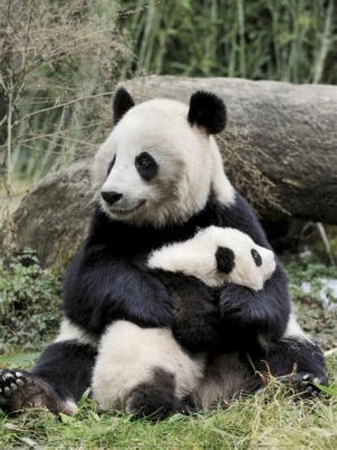 Adorable Pictures Of Mothers With Their Babies Panda Bear Cute Baby