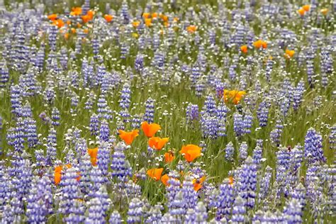 How to Find Spectacular Wildflowers in California | California wildflowers, Wild flowers, Spring ...