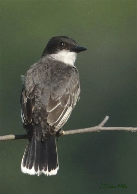 Backyard Birding In Merida Yucatan And Beyond Backward Somersaults