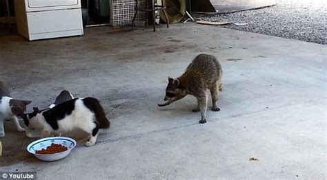 Raccoon eating cats' food, likes to mix it in the water like a bowl of cereal. Brazen raccoon steals cat's dinner right in front of them ...