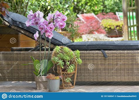 Orchid Flower Potted In Front Of A Wicker Sunbathing On A Terrace Stock