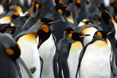 A Crowd Of King Penguins They Look A Lot Like Emperor Penguins But