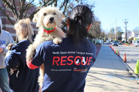 Collaborative Effort Saves 57 Dogs And Pups Puppy Mill Rescue