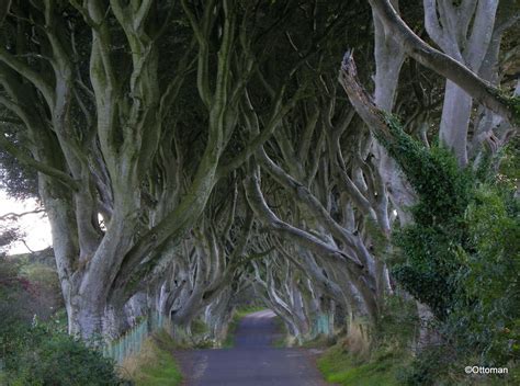 Gumbos Pic Of The Day Feb 27 2014 The Dark Hedges County Antrim