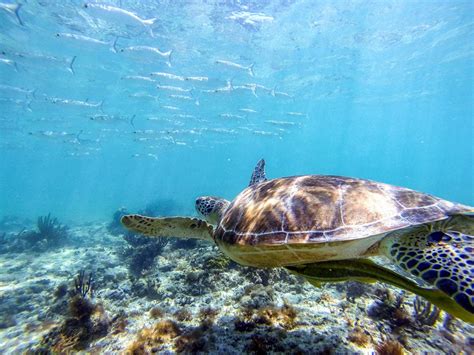 Cómo Llegar A Akumal Y Nadar Con Tortugas Explorador de Viajes