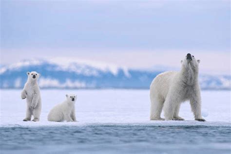 Best Time To See Polar Bear In Norway 2024 When To See Roveme
