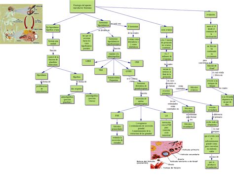 Esquema Mapa Conceptual Del Aparato Reproductor Femenino Kulturaupice