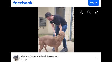 Dog Found Tied After Owners Death Gets New Home Fl Shelter Idaho