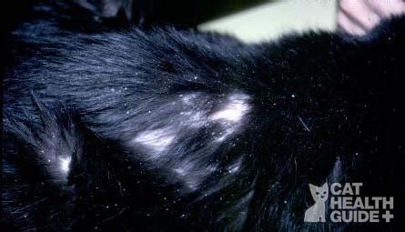 Hair loss in cats, or cat alopecia, is a common problem for felines. Cat Hair Loss Causes Pictures and Treatment Advice