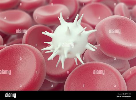 White Blood Cell Hi Res Stock Photography And Images Alamy