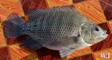 Difference Between Fresh And Live Tilapia Fish
