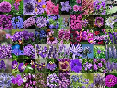 List Of Purple Flower Names