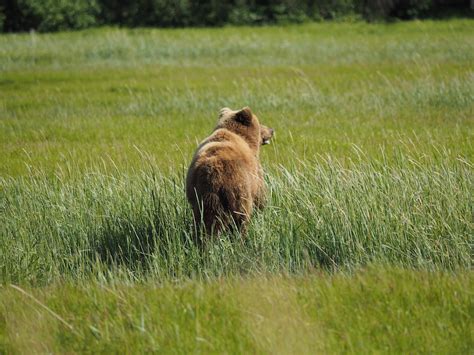 Alaska Brown Bear Watching Ecotour In Lake Clark National