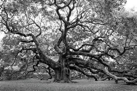 Angel Oak Tree Photograph By Jean Haynes Fine Art America