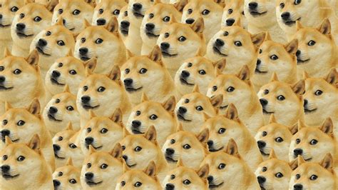 Doge Meme Wallpaper Shiba Inu Cat Dark Shiba Inu Dog