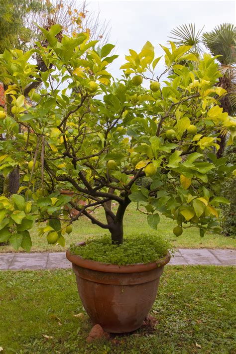 Citrus Tree 101 A Growing And Maintenance Guide