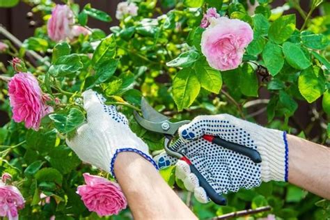 How To Care For Your Roses In Summer Yates Australia