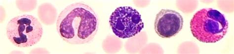 White Blood Cells Leukocytes Neutrophil Monocyte Basophil