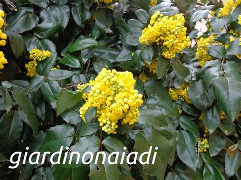 Il ficus benjamina è molto diffuso come pianta ornamentale d'appartamento, soprattutto di piccole dimensioni anche se nello. Il giardino delle Naiadi: MAHONIA AQUIFOLIUM