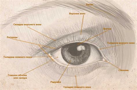 Анатомия глаза как рисовать