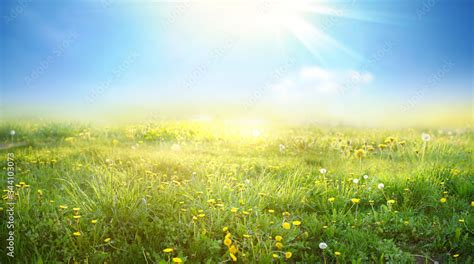 Beautiful Meadow Field With Fresh Grass And Yellow Dandelion Flowers In
