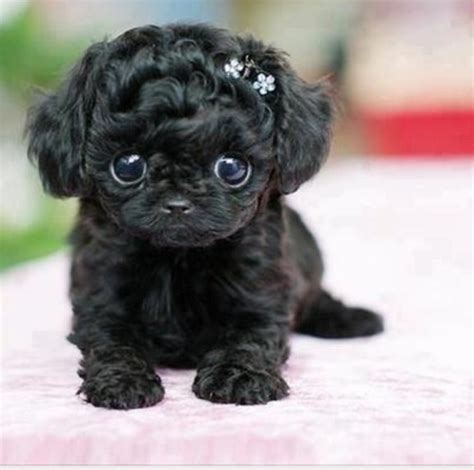 Little Puppy With Big Eyes Soo Cute Cute Animals Baby Animals