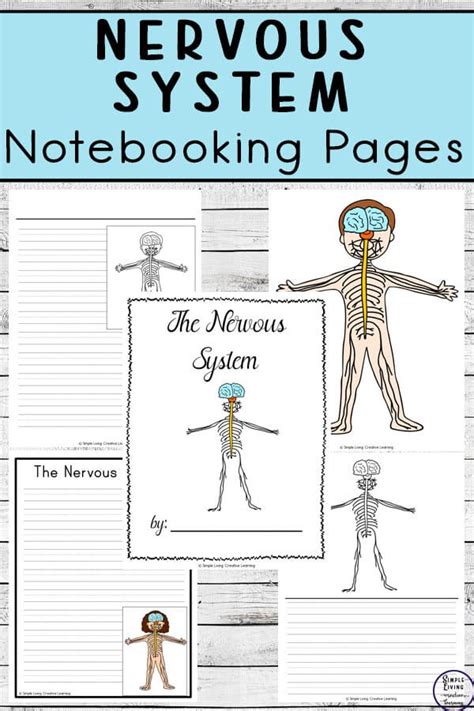 Nervous System Notebooking Pages | Human body systems, Body systems