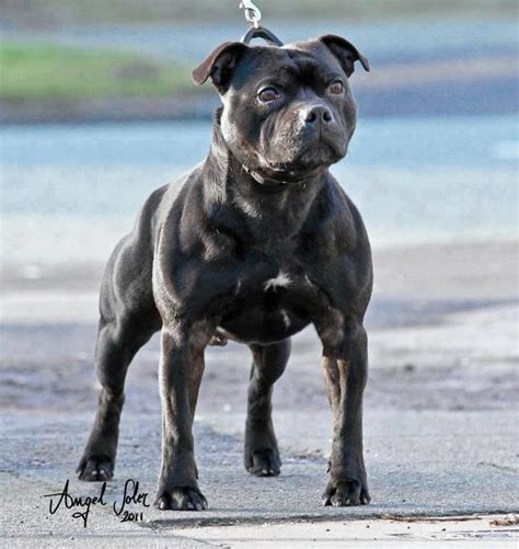 Now This Is A Staffy Sbt Bull Terrier Dog Beautiful Dogs Pitbull