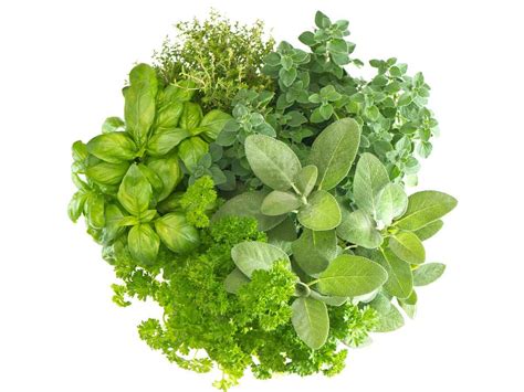 Herbal Healing « RTRFM / The Sound Alternative