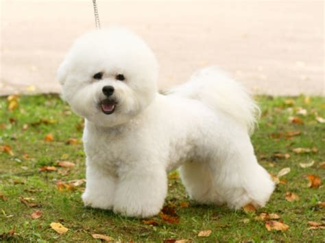 Bichon Frise Dog Breed Information Pictures And Facts