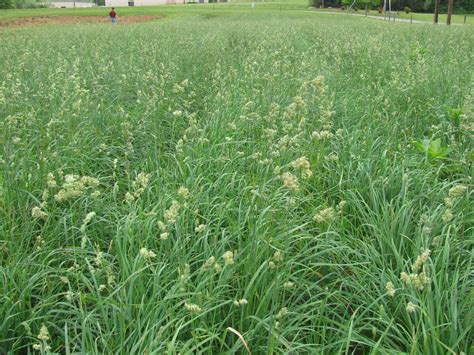 When To Plant Orchard Grass Seed Storables