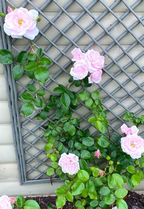 Climbing Roses How To Plant Train And Prune Your Climbing Rose