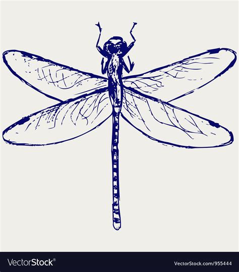 Free dragonfly svg cut file for the silhouette cameo and cricut. Dragonfly Royalty Free Vector Image - VectorStock