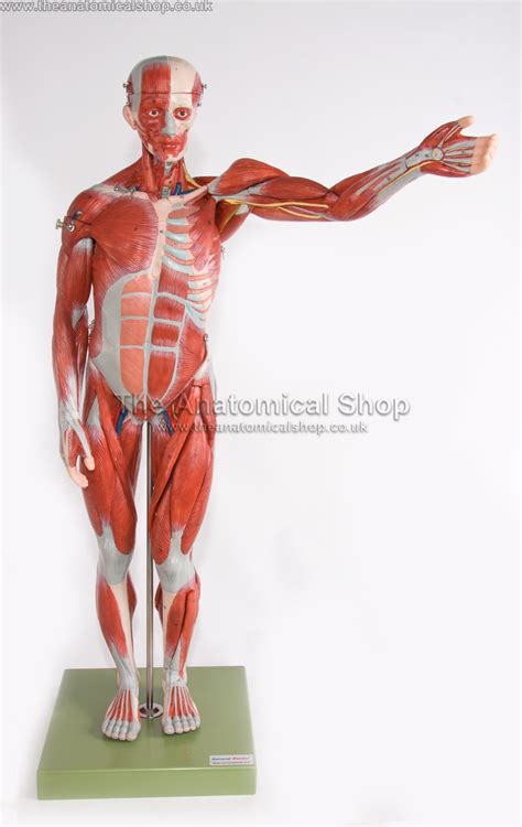 Superficial muscles of the torso male and female anatomy orientation and landmarks to memorize DELUXE ANATOMICAL MODEL MALE MUSCLE TORSO + ORGANS 85cm | eBay