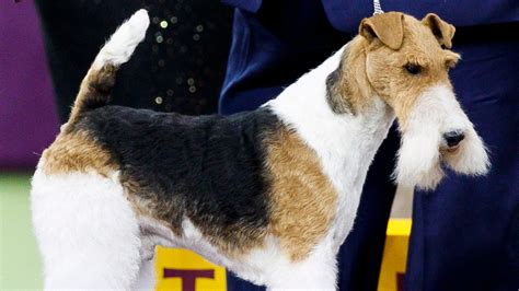 Westminster Dog Show Best In Show History