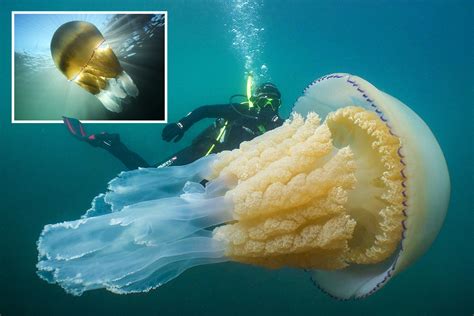 Giant Jellyfish As Big As A Human Spotted By Divers Off Cornwall