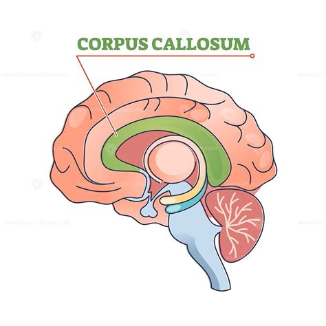 Corpus Callosum Educational Brain Part Location In Brain Outline Diagram Corpus Callosum