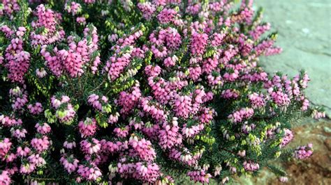 Winter Heather How To Grow These Pretty And Tough Plants Gardeningetc