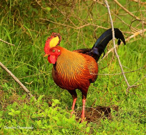 Vali Kukula Jungle Fowl Yala National Park Sri Lanka Flickr