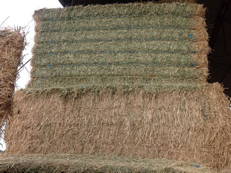 150 Bales Of Quality Lucerne Hay For Sale In 8x4x3s Shedded