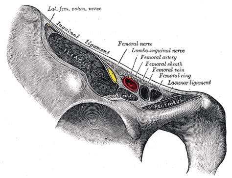 Vascular Anatomy Of The Inguinal Region