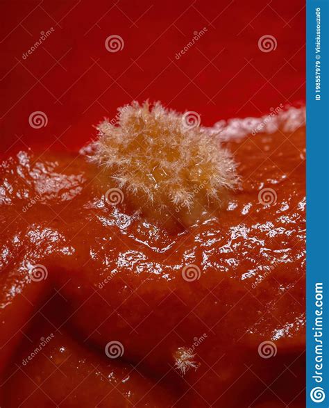 Old Moldy Tomato Unhealthy And Disgusting Vegtable Royalty Free Stock