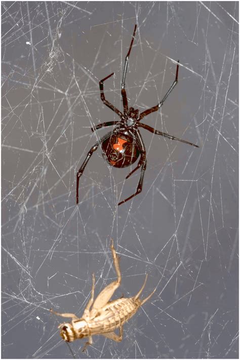 Southern Black Widow Spider Latrodectus Mactans With Its Prey House