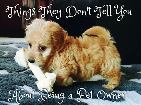 However, some female dogs suffer from womb infections where one of the first (and easily missed symptoms) is a fishy smelling discharge. Is That a Fishy Smell From the Dog? | PetHelpful