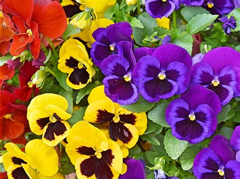How To Grow Pansies And Violets Lovethegarden