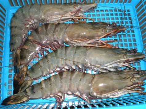 Black Tiger Shrimp Enasia Seafood